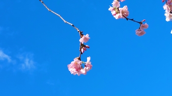 &nbsp; / Cherry blossoms swaying in the bright sun