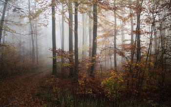 Цветная осень / Утро в осеннем лесу