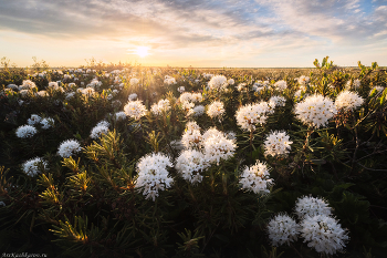 &quot;Цветет багульник&quot; / Багульник – самый красивый цветок северных болот. Цветет багульник в конце мая – начале июня большими белыми шапками, напоминающими рододендрон