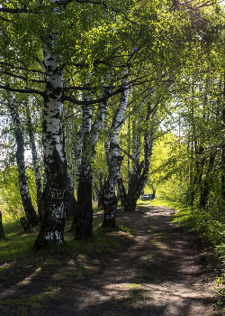 Березы / Березы у озера