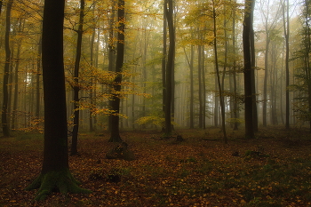 За туманом / Утро в осеннем лесу