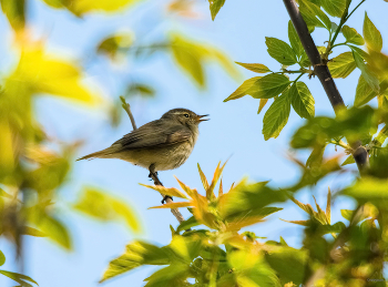 &nbsp; / Пеночка-теньковка (Phylloscopus collybita)