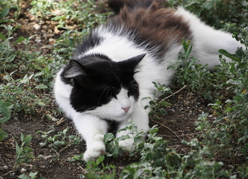 Сонный котик / Сонный котик