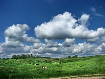 Лето / Поляна, коровки,кучевые облака