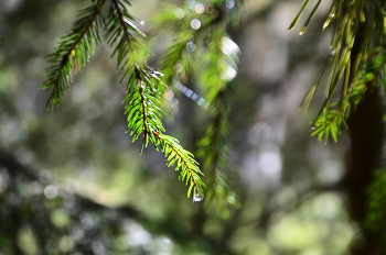 После дождя / Красив лес после дождя