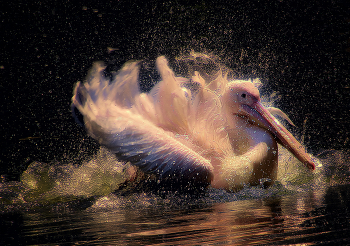 Розовый пеликан / ***