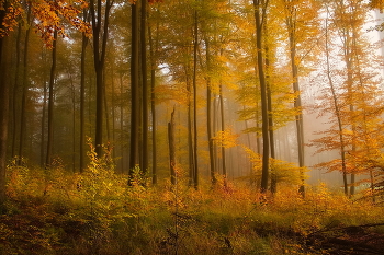Утренняя тишина / Осень в лесу.