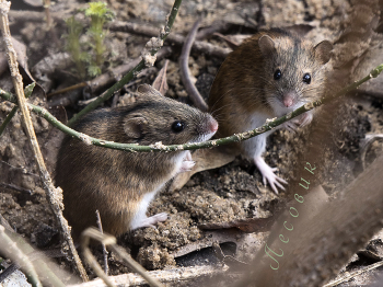 Подруги / Не для всех и не самая приятная живность, но в природе - не в мегаполисе - тут и мыши выглядят мило.