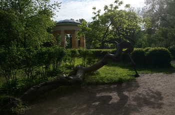 Линия жизни / Дерево в парке Екатерингоф