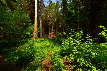 В лесу ... / июнь ...