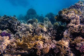 Кораллы на рифах в Макади Бей. / Красное море, Rubgtn/