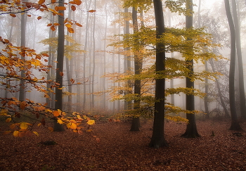 Осенний лист... / Желтые листья осени .Лесной пейзаж.