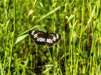 На травинке.. / Утром в начале лета, июне. В траве на травинку присела бабочка. Крупный план на фоне зеленой травы. Черный окрас, с белыми овалами на крыльях. Присела погреться на солнце.