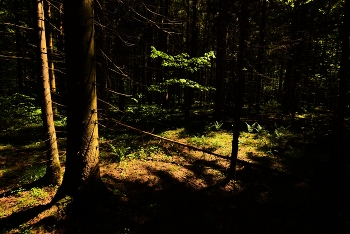 В глубине леса ... / &quot;Милый лес, где я мальчонкой
 Плел из веток шалаши ...&quot;
 А.Твардовский