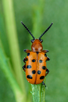 12 Punkte / Zwölfpunkt-Spargelkäfer (Crioceris duodecimpunctata)