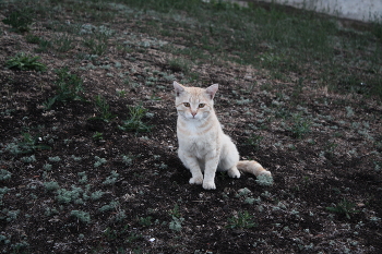 Маленький котик / Маленький котик