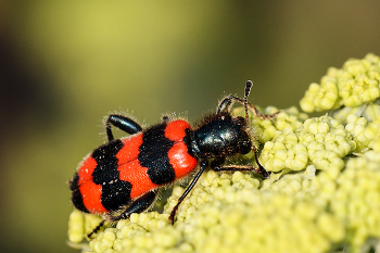 Bienenkäfer / Gemeiner Bienenkäfer (Trichodes apiarius)