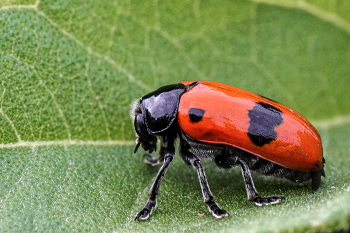 &nbsp; / Ameisen-Blattkäfer (Clytra laeviuscula)