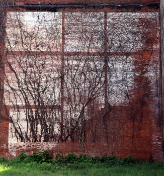 Художества природы / Стена разрушенного здания