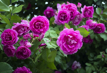 Аромат роз. / В моём саду.