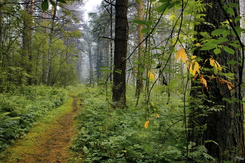 *Утро в лесу.** / Томская область.