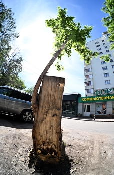 Вот такое дерево / Вот такое дерево