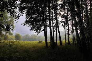 *Утро в лесу.** / Томская область.