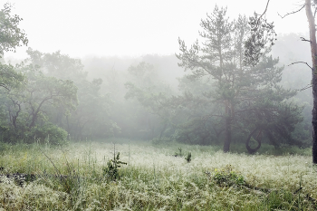 На лесной поляне.. / В лесу утром на лесной поляне. Когда туманно летним утром. Был сильный туман утром. Туман в лесу.. Роса на траве. При утреннем свете. Лес и туман..