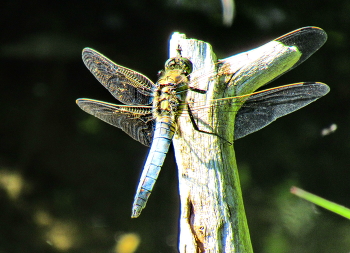 Стрекозлик / Стрекоза решетчатая (Orthetrum cancellatum, самец.