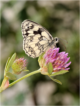 Пестроглазка галатея / Пестроглазка галатея