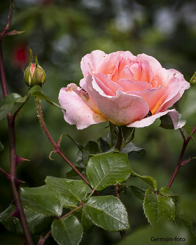 Чайно гибридная розовая / Роза ,лето,утро