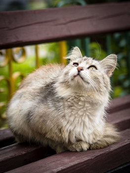 Кошка / Уличная,бездомная кошка