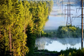 Утро в железном лесу..... / Петербург. Юкки. Июль