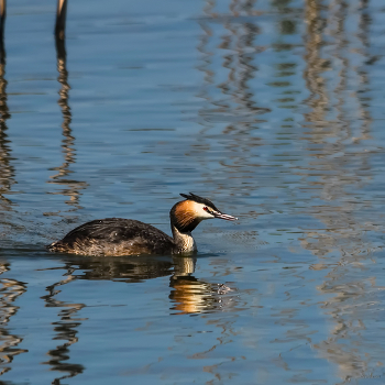 &nbsp; / Большая поганка, или Чомга (Podiceps cristatus)