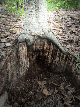 &nbsp; / back to your roots