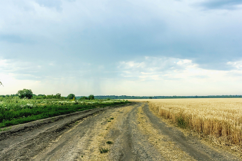 Утром у поля.. / Утро июля. Сегодня утром около поля с пшеницей. Дорога уходящая вдаль. Мимо поля справа.. И утром налетели тучи.. Может быть дождь.. Туча над полем. и местностью.... Поле с хлебом, справа.. Начинает поспевать. Дорога поворот, вдаль..