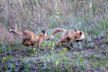 Игра в догонялки / ***