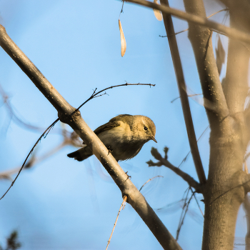 &nbsp; / Пеночка-теньковка (Phylloscopus collybita)