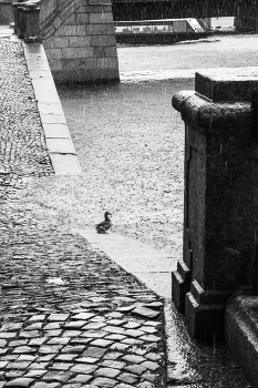 Жизнь вокруг / Описание