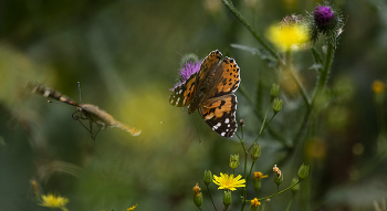 Лето / Вот оно какое