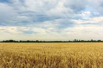 Утром, когда облака над полем.. / Июль, утро на поле с пшеницей. Когда над полем облака. Облака и поле. Собрались в уже в другой момент времени.. За полем лесополоса, а за ней река. Облака с синеватым оттенком после рассвета, когда меняется погода. Из серии полей...