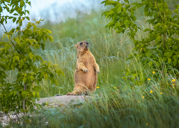 Байбак / Байба́к, или степной сурок (лат. Marmota bobak).
Из фотопроекта "Земля Белгородская».
