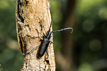 &nbsp; / Buchenspiessbock (Cerambyx scopolii)