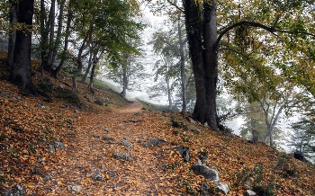 &nbsp; / Осенний парк.