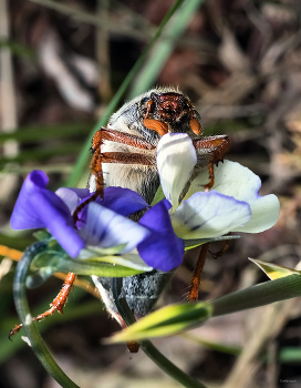 Ах, эти Анютины глазки... / Майский жук, или Хрущ (Melolontha) на фиалке трёхцветной (Viola tricolor)