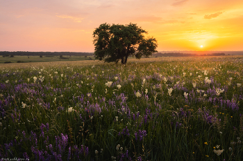 &quot;Степная яблоня&quot; / Найти интересный сюжет в степи – задача не самая простая. Одинокие раскидистые деревья всегда оживляют ландшафт и помогают фотографу пейзажисту в поиске композиций
