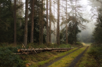 По тропинке в осень / Пейзаж туманного утреннего леса.