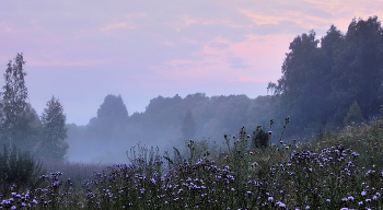 Утренняя туманная заря / Утренняя туманная заря в июле
