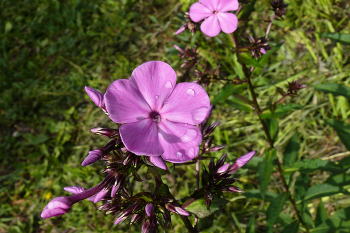 сиреневое настроение / флоксы наполняют запах сада