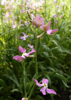 порхающие цветы / цветы ночной фиалки словно порхающие мотыльки
